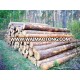 Softwood Logs