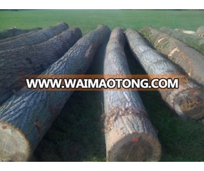 Poplar Logs