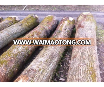 European White Oak Round Logs