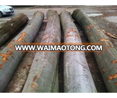 European Beech Round Logs