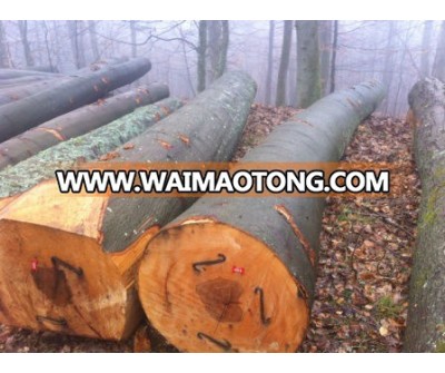 European Beech Round Logs