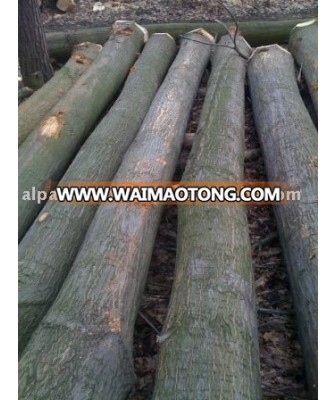 Red Oak Logs