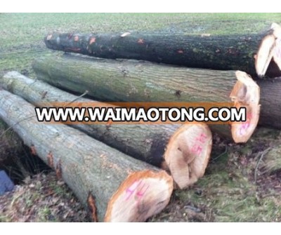 Red Oak Logs