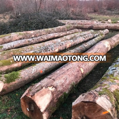 European Maple Logs